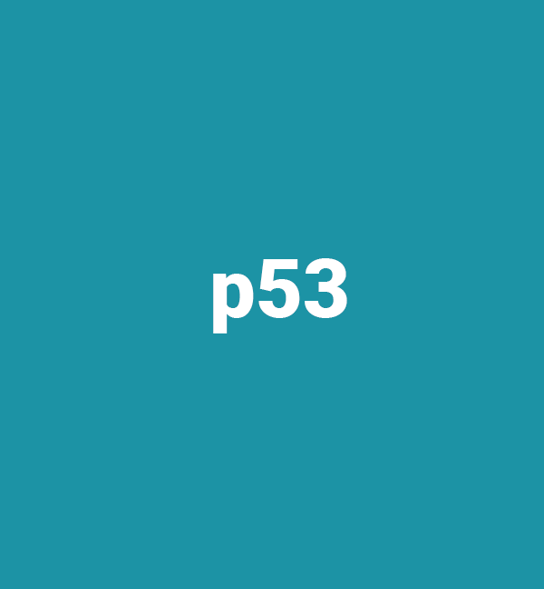 p53