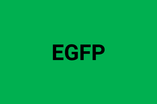 EGFP-1