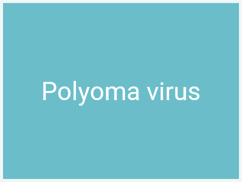 Tumour Antigens_Oncoviral antigen_Polyoma virus